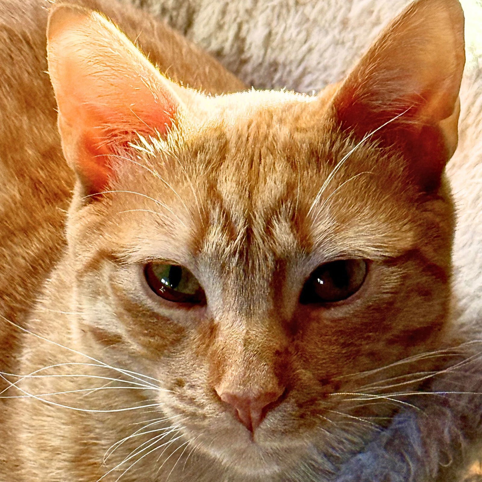 DAISY [AND BEN] - Domestic Short Hair available for adoption