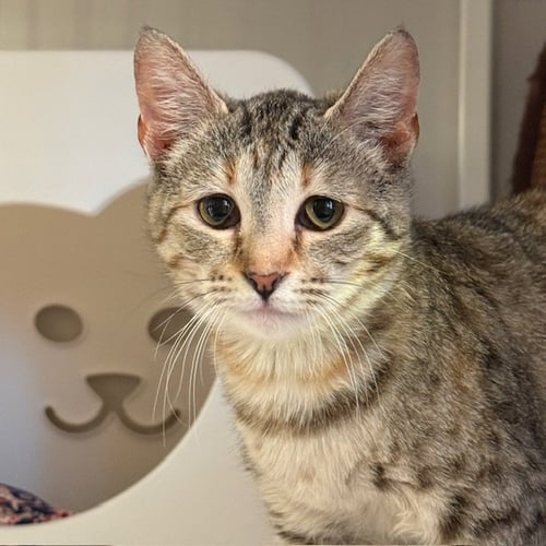 TAFFY - Domestic Short Hair available for adoption