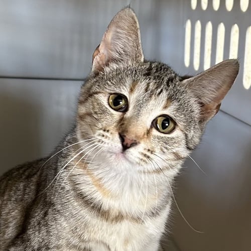 TAFFY - Domestic Short Hair available for adoption