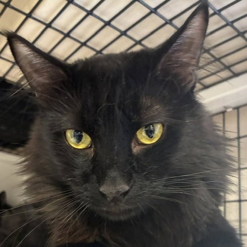 TIMON [AND PUMBAA] - Domestic Long Hair available for adoption