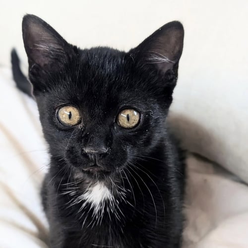 NETTLE - Domestic Short Hair available for adoption