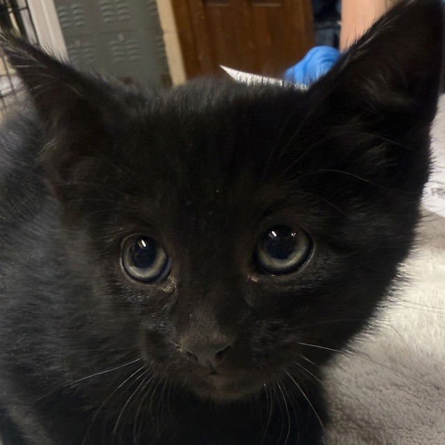 REEF - Domestic Medium Hair available for adoption