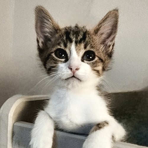 ZACH DE LA ROCHA [AND SALTED LICORICE] - Domestic Short Hair available for adoption