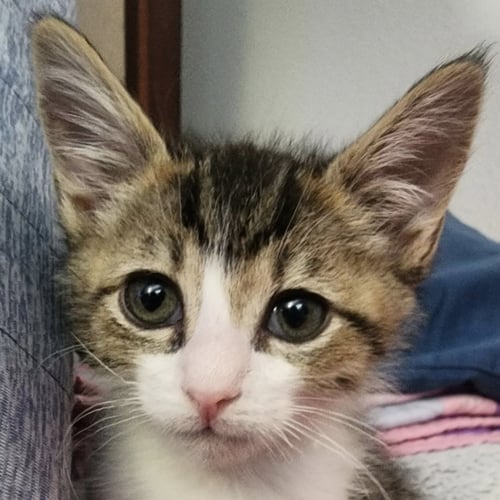 ZACH DE LA ROCHA [AND SALTED LICORICE] - Domestic Short Hair available for adoption