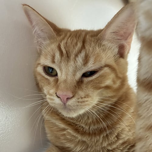 SATSUMA - Domestic Short Hair available for adoption