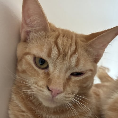 SATSUMA - Domestic Short Hair available for adoption