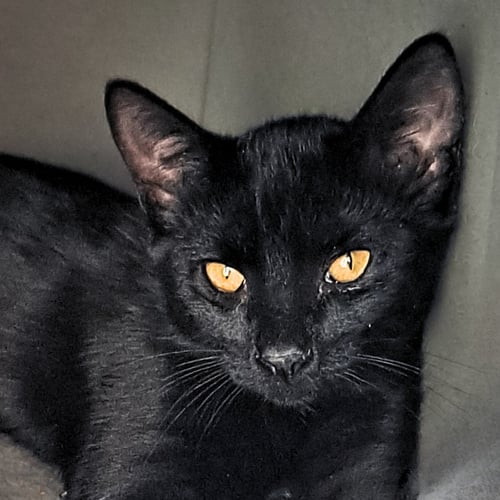 ALEX - Domestic Short Hair available for adoption