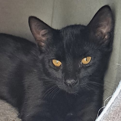 ALEX - Domestic Short Hair available for adoption