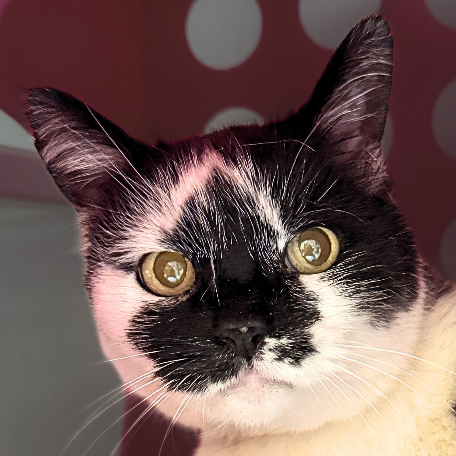 NICOLETTE [PERMANENT FOSTER] - Domestic Short Hair available for adoption