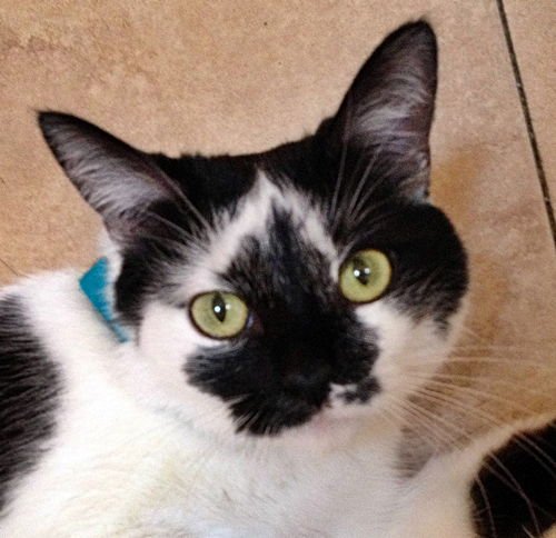 NICOLETTE [PERMANENT FOSTER] - Domestic Short Hair available for adoption