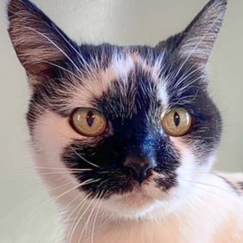 NICOLETTE [PERMANENT FOSTER] - Domestic Short Hair available for adoption