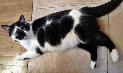 Nicolette [Permanent Foster] - Photo 3