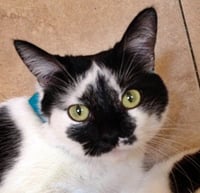 Nicolette [Permanent Foster] - Photo 4