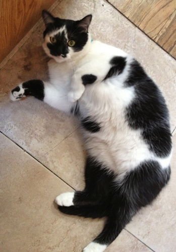 Nicolette [Permanent Foster] - Photo 4