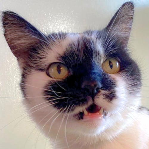 NICOLETTE [PERMANENT FOSTER] - Domestic Short Hair available for adoption