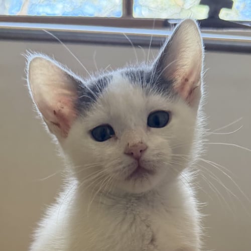 TOSCA - Domestic Short Hair available for adoption