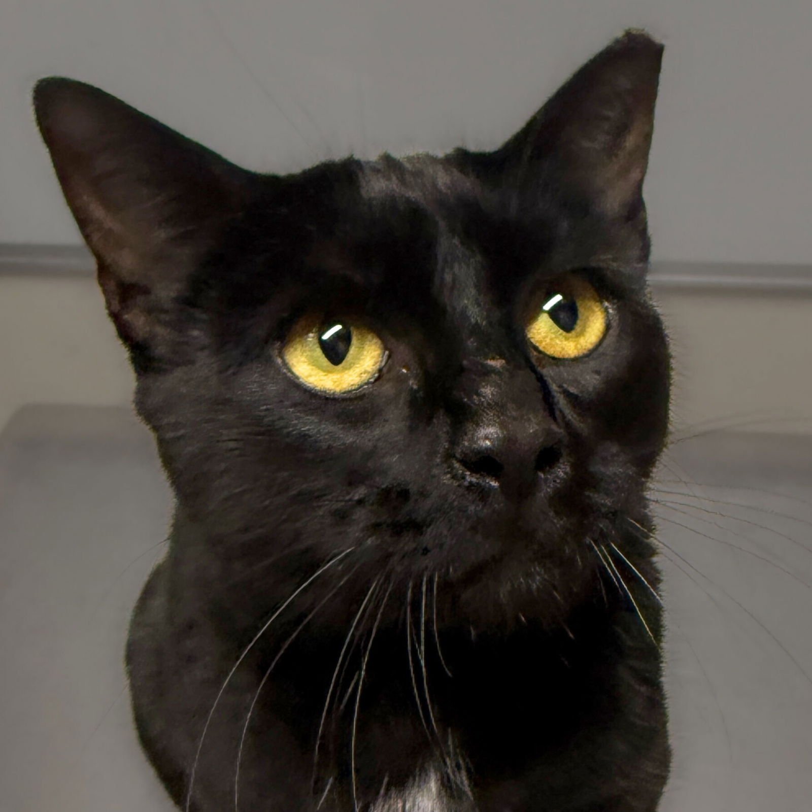 WASABI - Domestic Short Hair available for adoption