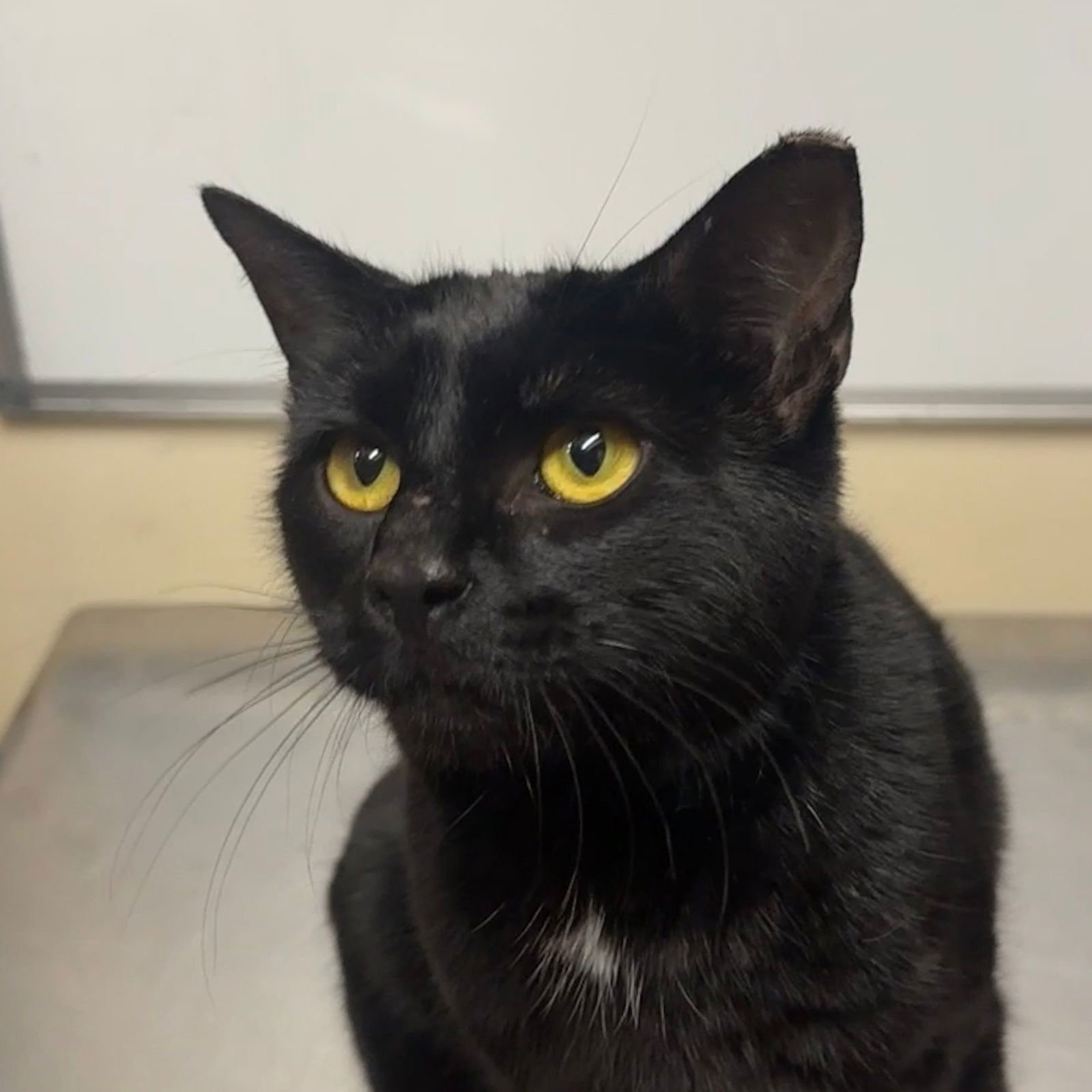 WASABI - Domestic Short Hair available for adoption