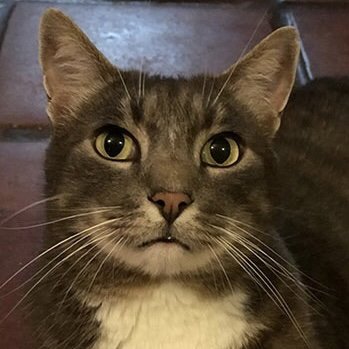 LITTLE KIT [AND GOOFY BOY AND BIG KIT] - Domestic Short Hair available for adoption