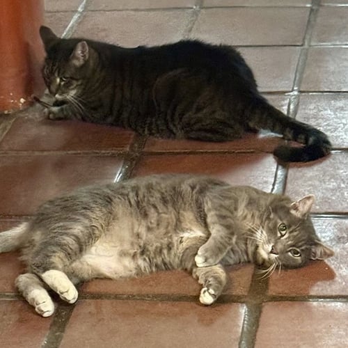 LITTLE KIT [AND GOOFY BOY AND BIG KIT] - Domestic Short Hair available for adoption