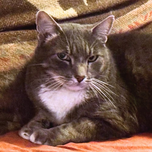 LIL KIT - Domestic Short Hair available for adoption