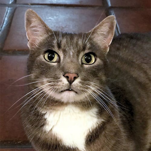 LIL KIT - Domestic Short Hair available for adoption