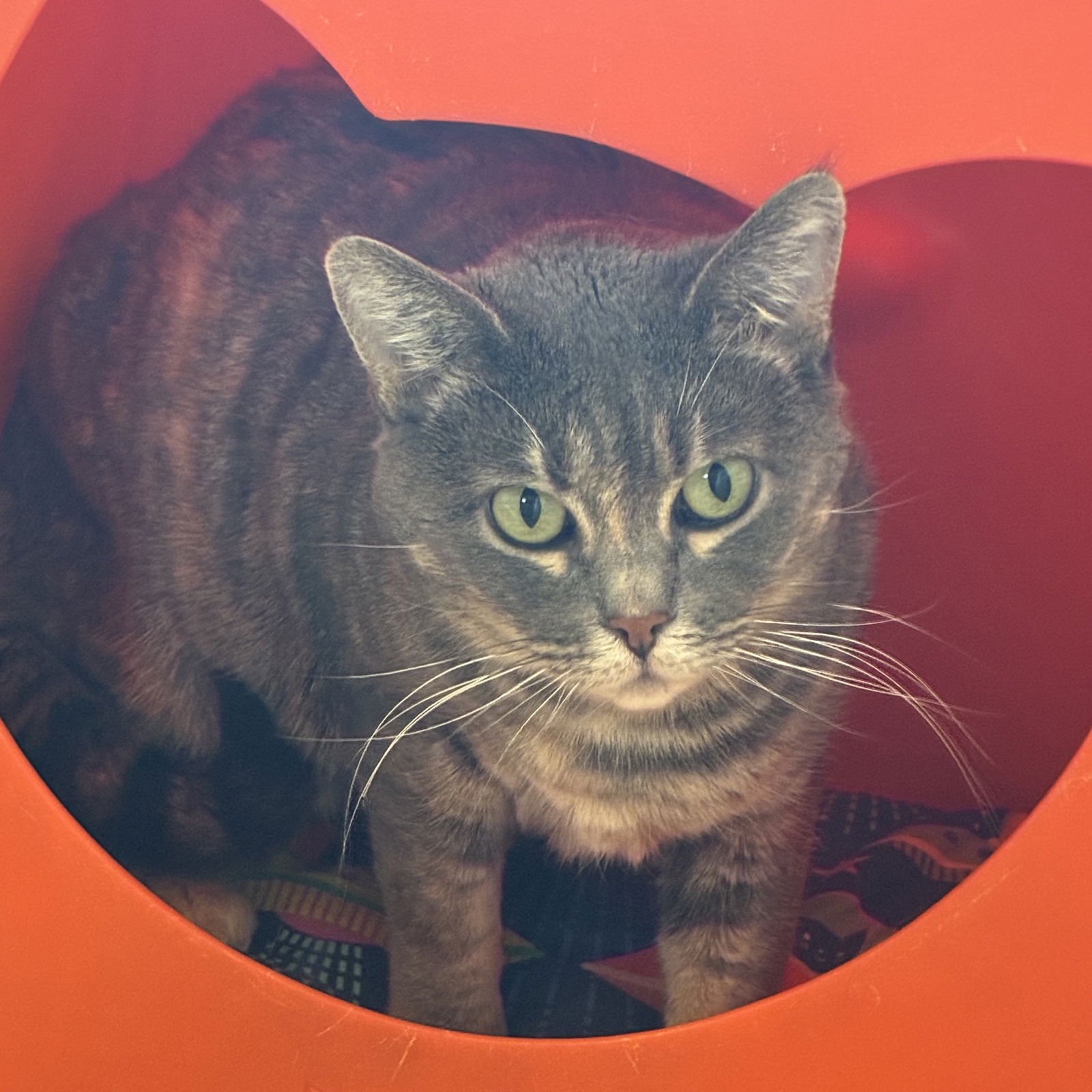 FREYA - Domestic Short Hair available for adoption