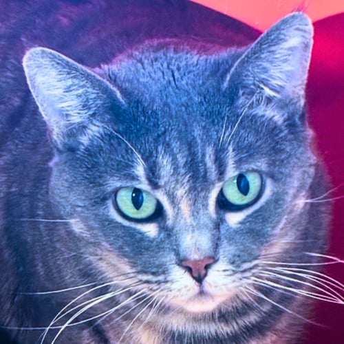FREYA - Domestic Short Hair available for adoption