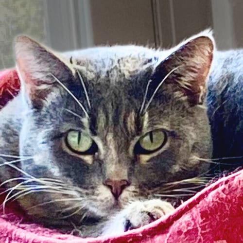 FREYA - Domestic Short Hair available for adoption