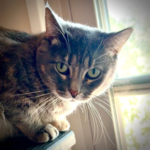 FREYA - Domestic Short Hair available for adoption
