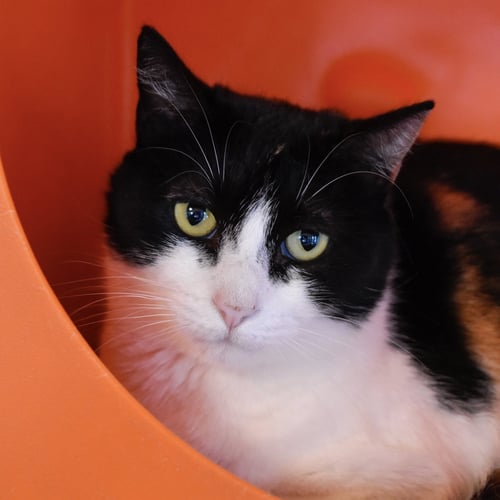 LEIGH - Domestic Short Hair available for adoption