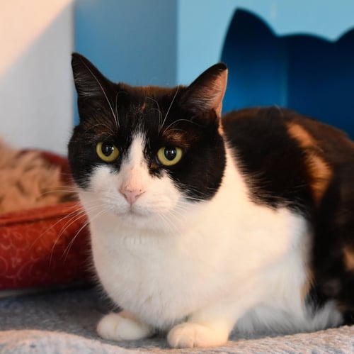 LEIGH - Domestic Short Hair available for adoption