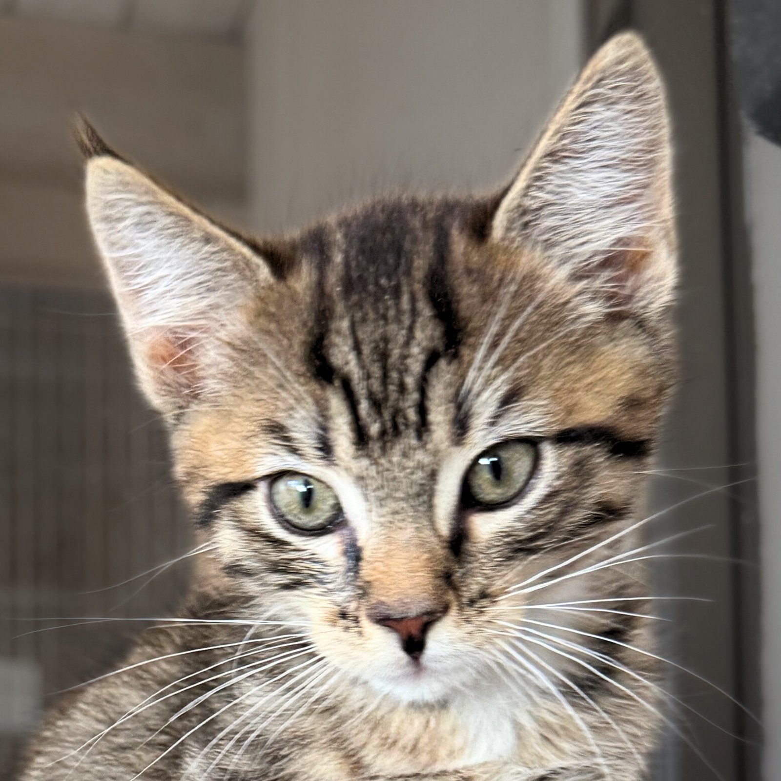 IO - Domestic Short Hair available for adoption