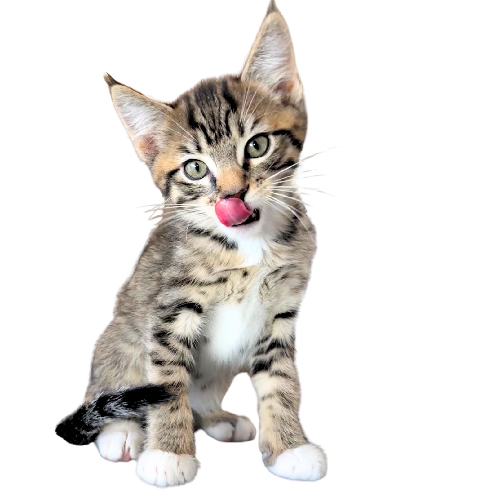 IO - Domestic Short Hair available for adoption