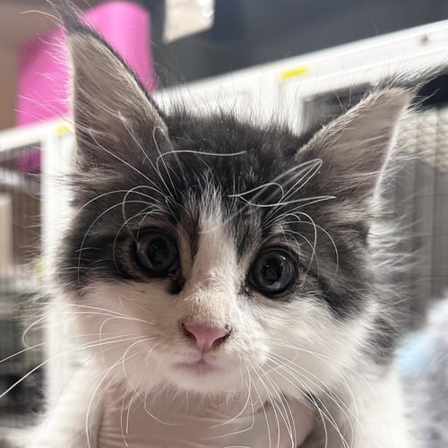 LOUIE