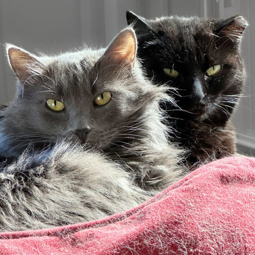 ELEANOR - Domestic Short Hair available for adoption