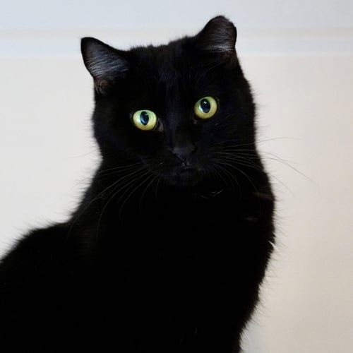 ELEANOR - Domestic Short Hair available for adoption