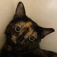 Fifi - Photo 1