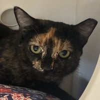 Fifi - Photo 2