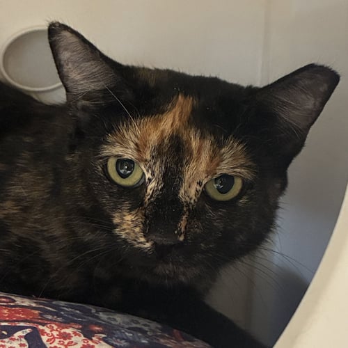 FIFI - Domestic Short Hair available for adoption