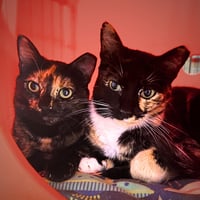 Fifi - Photo 3