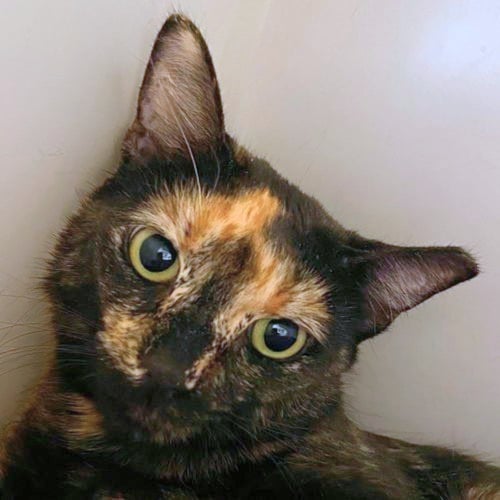 FIFI - Domestic Short Hair available for adoption