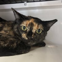 Fifi - Photo 4