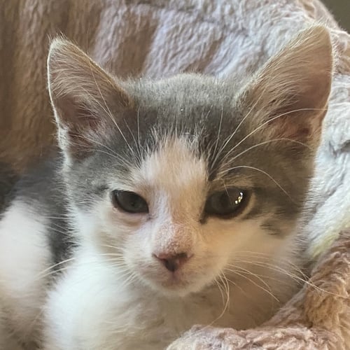 CRYSTAL - Domestic Short Hair available for adoption