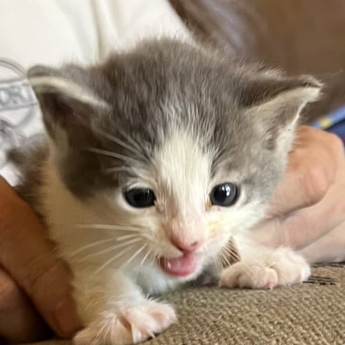 CRYSTAL - Domestic Short Hair available for adoption