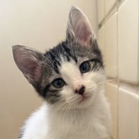 Figaro [and Mr. Ziggy] - Photo 1