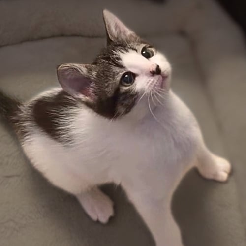 FIGARO [AND MR. ZIGGY] - Domestic Short Hair available for adoption
