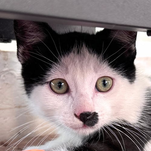SKYE - Domestic Short Hair available for adoption