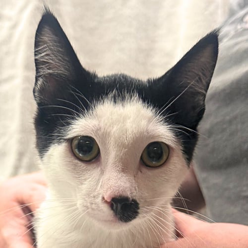SKYE - Domestic Short Hair available for adoption