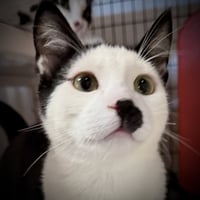 Skye - Photo 4